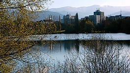 人體內(nèi)的水,性質(zhì),樹
