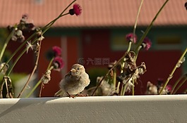 homester,鳥,圍欄