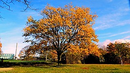 樹(shù),秋,公園