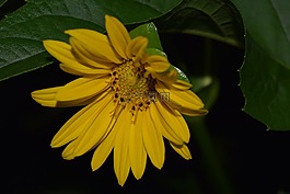 太陽花,夜間照片,黃色