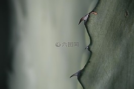 仙人掌,荊棘,多汁