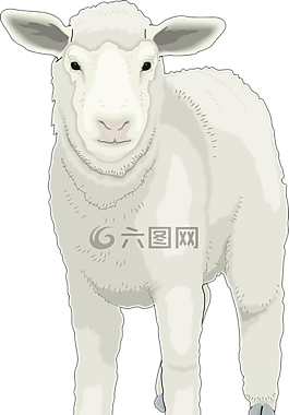 農(nóng)場(chǎng),羊,前