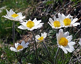 高山蓮花,alpenkuhschelle,海上阿爾卑斯山