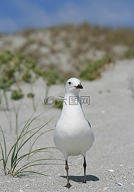 海鷗,鳥,西海岸海灘