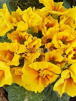 報(bào)春,春天,春天的花朵