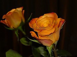 玫瑰,鏡像,開花
