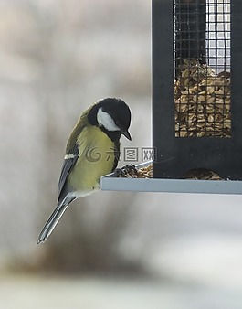 小鸟,fågelbord,鸟食