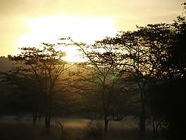 皂莢木,morgenstimmung,烏干達(dá)