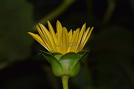 太陽花,開花,黃色