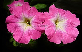 矮牽牛,鮮花,花園