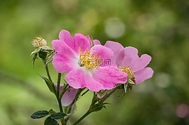 花,玫瑰,野生玫瑰