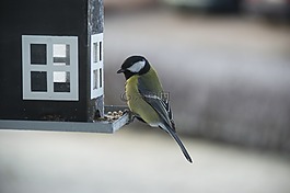 小鸟,fågelbord,鸟食