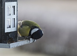 小鸟,fågelbord,鸟食