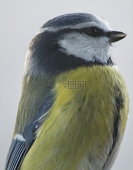 小鸟,fågelbord,鸟食