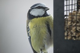 小鸟,fågelbord,鸟食