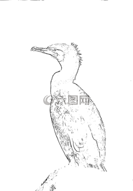 鳥,鸕鶿,禽