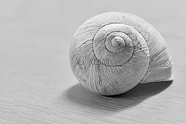 蝸牛,螺旋,動物