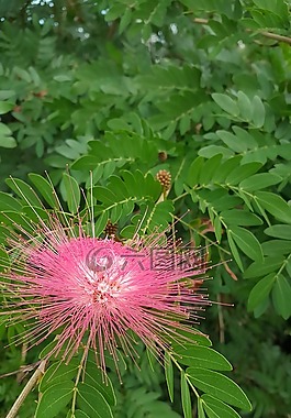 自然,葉,植物區(qū)系