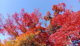 日本,楓葉,樹
