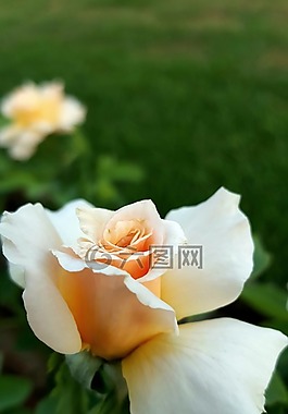 花,植物區(qū)系,自然