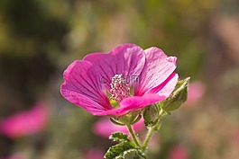 kapmalve,錦葵,開花