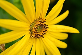 太陽(yáng)花,關(guān)閉,黃色