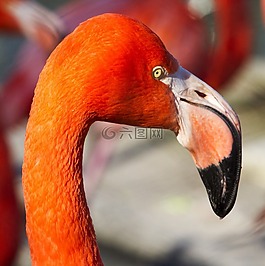 火烈鳥,動物園,橙