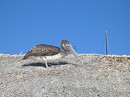 鵜,鳥,野生動物