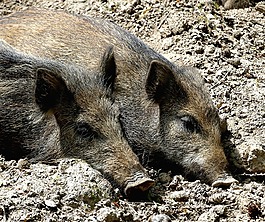 野豬,動物世界,哺乳動物