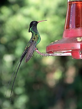 蜂鳥,鳥,花蜜