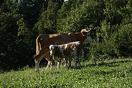 牛,動物,農(nóng)場