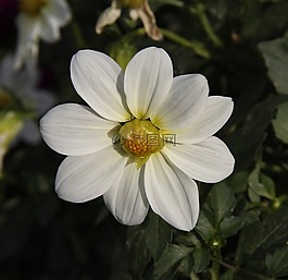 花,白,植物