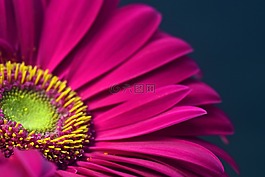 非洲菊,粉紅色,開(kāi)花