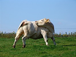 牛,牛肉,牧場