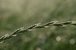 草,morgentau,綠色