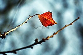 片,紅,藍色