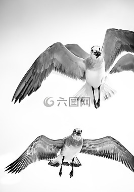 海鷗,飛行,鳥