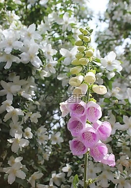 花,植物區(qū)系,自然