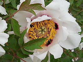 牡丹,園林花卉,植物園