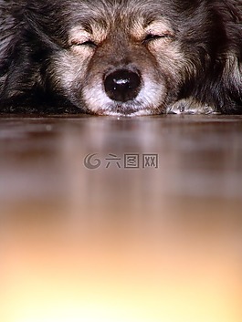狗,松狮,鼻子