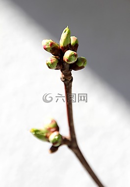 芽,春天,樹