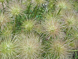 植物園,夏季,植物