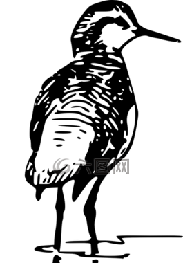 回,查看,鳥