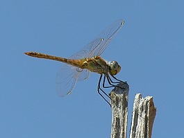 蜻蜓,藍(lán)色的天空,bug