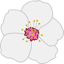 杏仁,花,開花