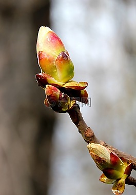 芽,春天,樹