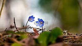 花卉,顏色,藍(lán)色