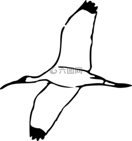 鳥(niǎo),翼,飛
