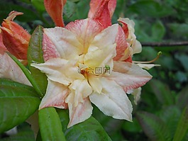 布魯姆,植物園,白