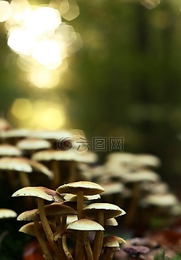 蘑菇,森林,秋季